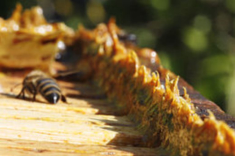 260px-Propolis_in_beehives-1 Головна