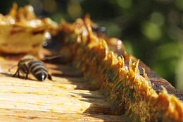 260px-Propolis_in_beehives Головна